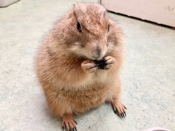 プレーリードッグ