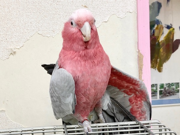 🌟最新画像🌟 モモイロインコ(女の子) 乗りたがりなBIGガール!一緒に遊んで~! モモイロインコ