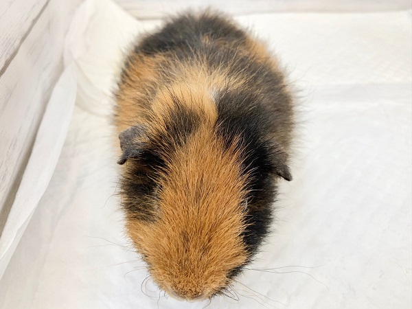 テディモルモット