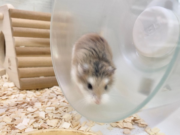 ロボロフスキーハムスター