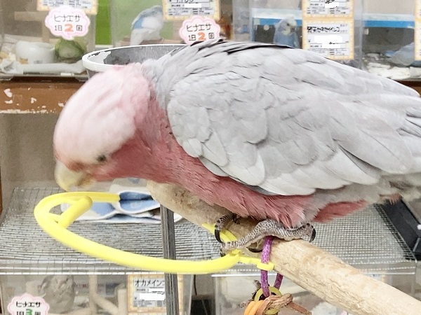 🌟最新画像🌟 モモイロインコ(女の子) 乗りたがりなBIGガール!一緒に遊んで~! モモイロインコ