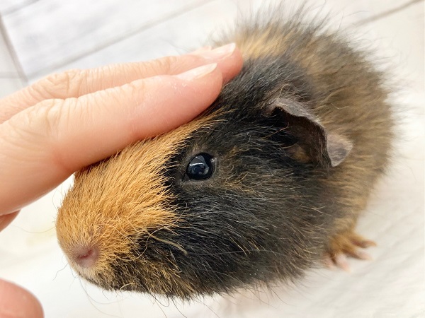 テディモルモット