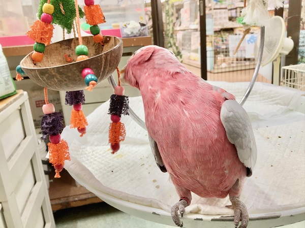 🌟最新画像🌟 モモイロインコ(女の子) 乗りたがりなBIGガール!一緒に遊んで~! モモイロインコ