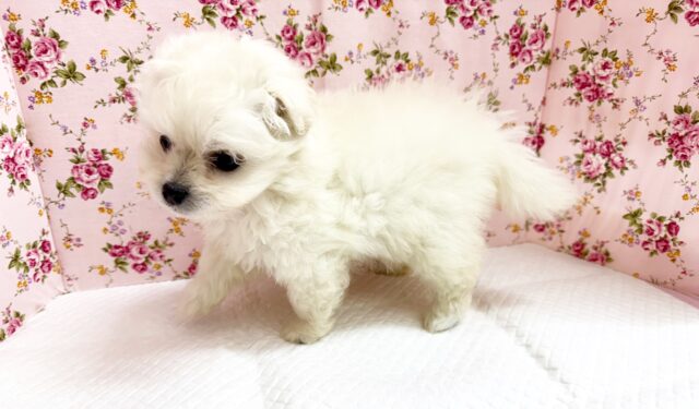 ハーフ犬(ペキニーズ✖️ビションフリーゼ)女の子♪ふわもこシュークリーム☁️ ペキビション