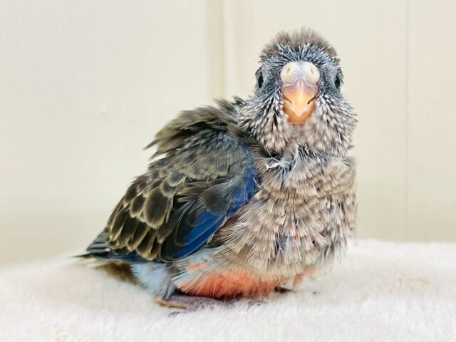 アキクサインコ（秋草インコ）