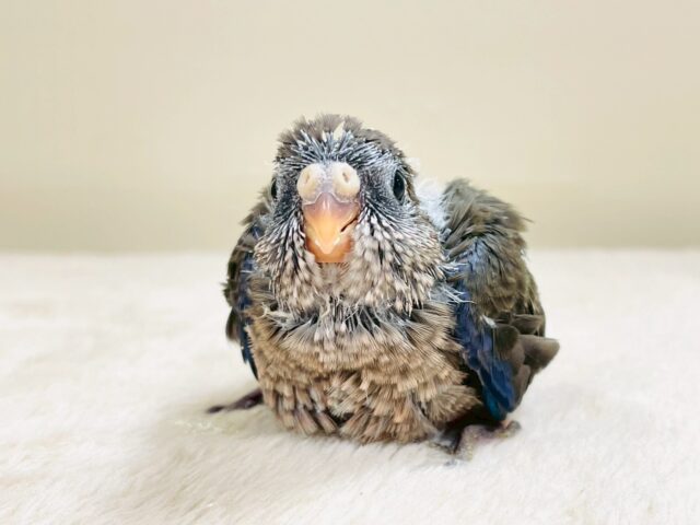 アキクサインコ（秋草インコ）