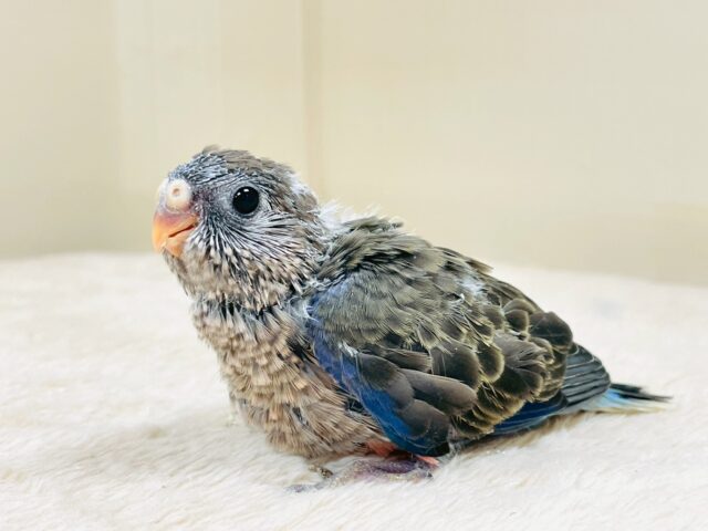 アキクサインコ（秋草インコ）