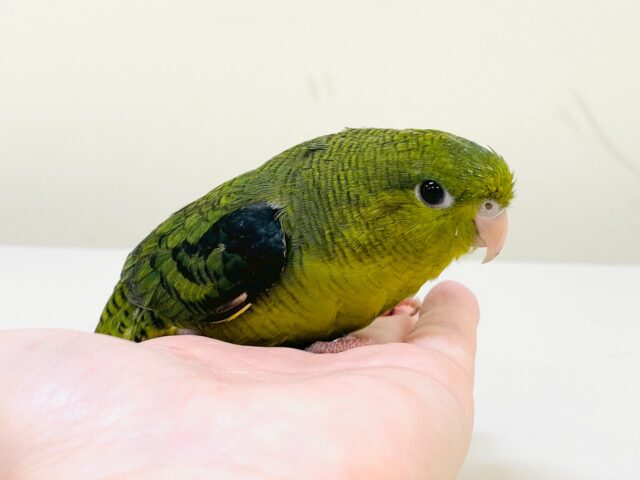 【最新画像】元気いっぱい登場💚サザナミインコ(ダークグリーン) サザナミインコ