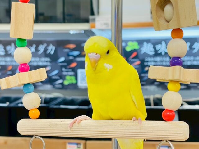 ジャンボセキセイインコ