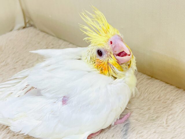 オカメインコ