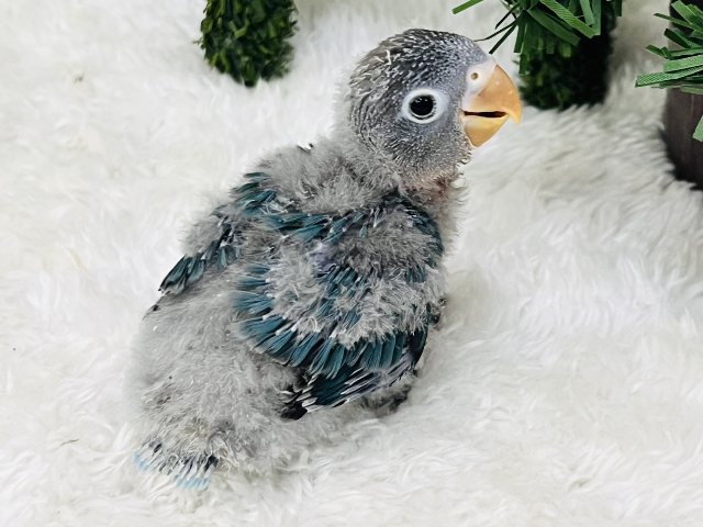 ボタンインコ