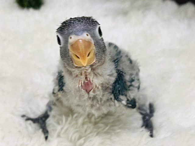 ボタンインコ