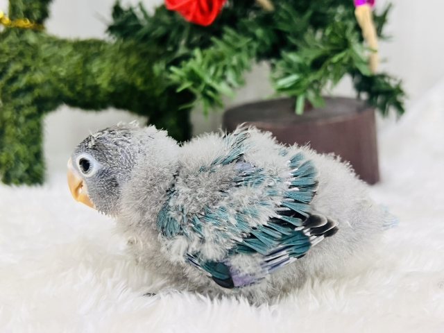 ボタンインコ