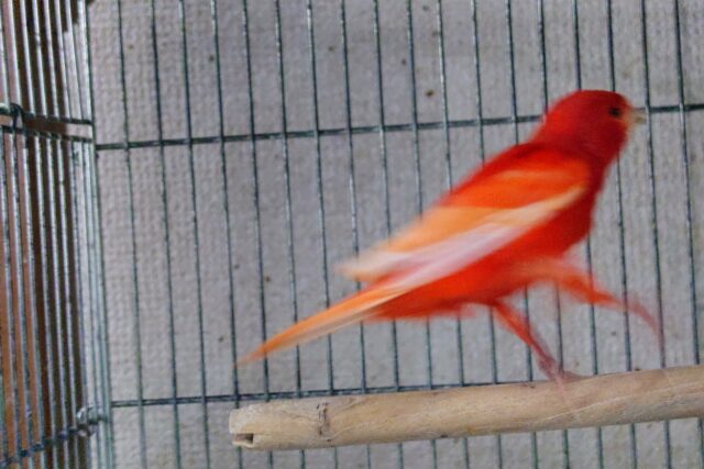 赤カナリア