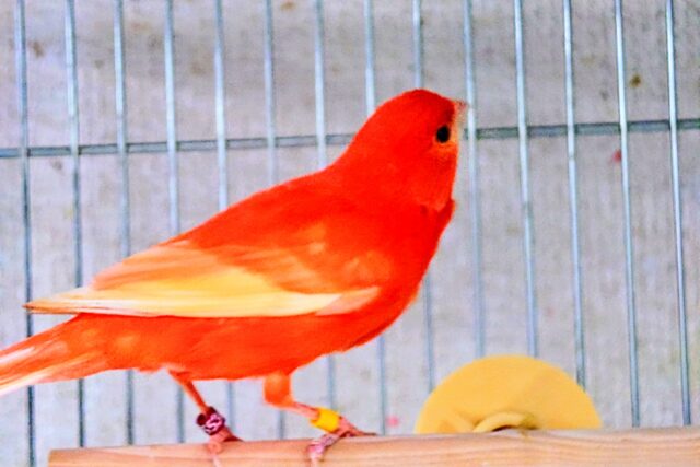 赤カナリア