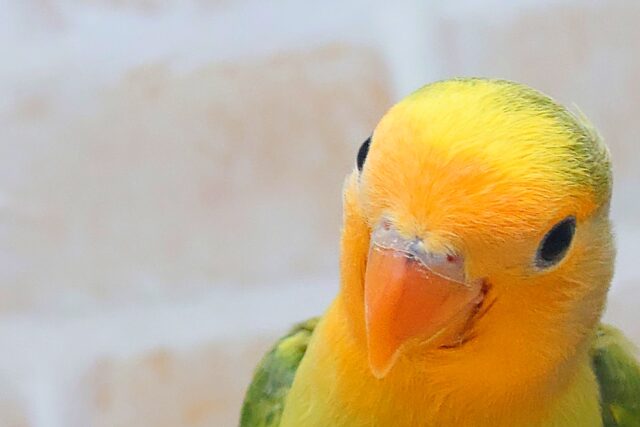 最新画像になります☆甘味が勝つ☆彡 明るい元気カラー🧡💫 コザクラインコ(オレンジフェイスパイド) コザクラインコ(小桜インコ)