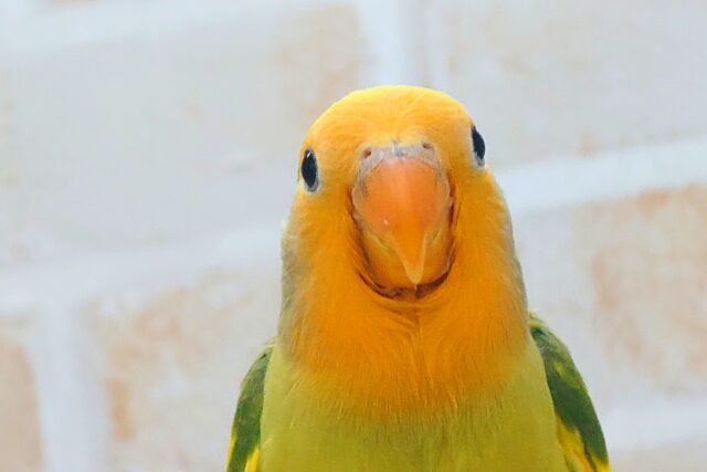 コザクラインコ（小桜インコ）