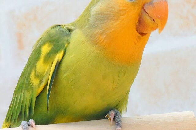 最新画像になります☆甘味が勝つ☆彡 明るい元気カラー🧡💫 コザクラインコ(オレンジフェイスパイド) コザクラインコ(小桜インコ)