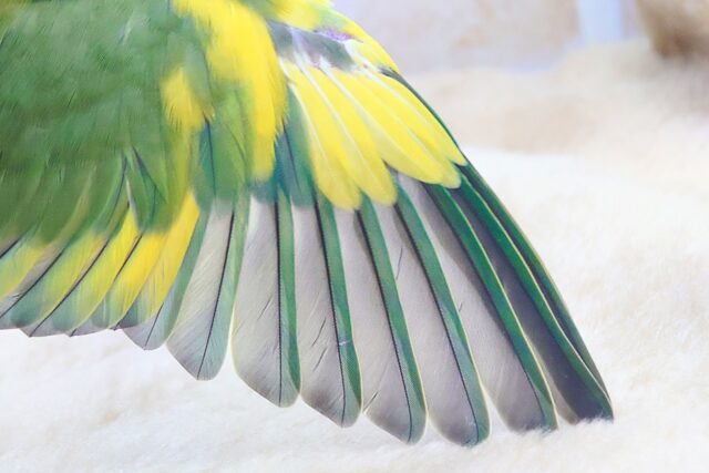 コザクラインコ（小桜インコ）