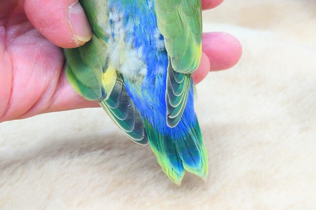 コザクラインコ（小桜インコ）