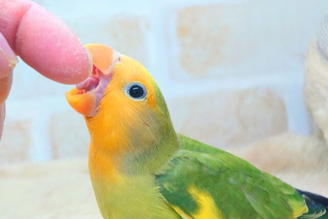 最新画像になります☆甘味が勝つ☆彡 明るい元気カラー🧡💫 コザクラインコ(オレンジフェイスパイド) コザクラインコ(小桜インコ)