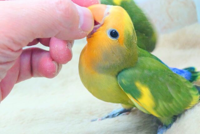 コザクラインコ（小桜インコ）