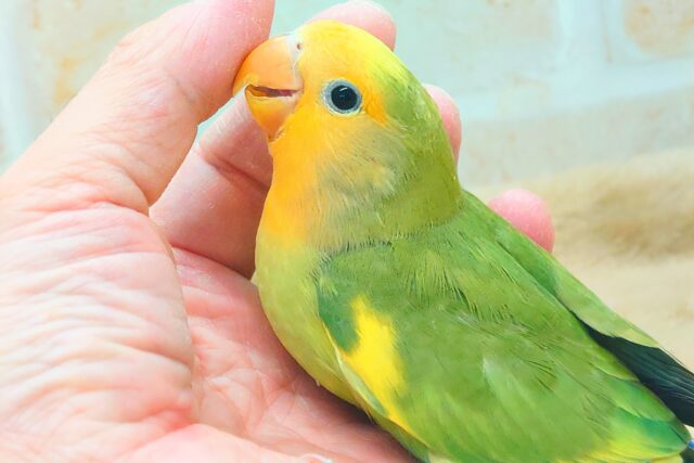 最新画像になります☆甘味が勝つ☆彡 明るい元気カラー🧡💫 コザクラインコ(オレンジフェイスパイド) コザクラインコ(小桜インコ)