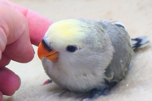 コザクラインコ（小桜インコ）
