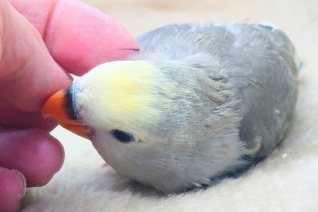 コザクラインコ（小桜インコ）