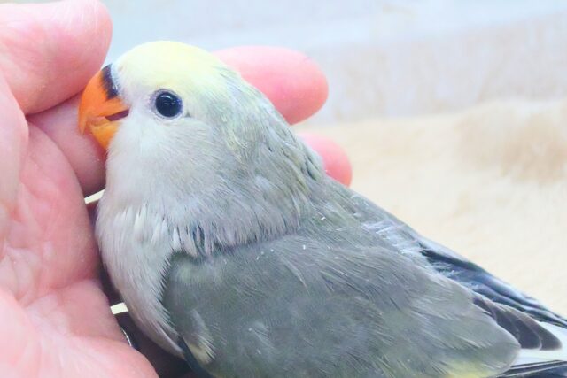 コザクラインコ（小桜インコ）