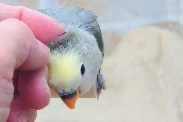 コザクラインコ（小桜インコ）