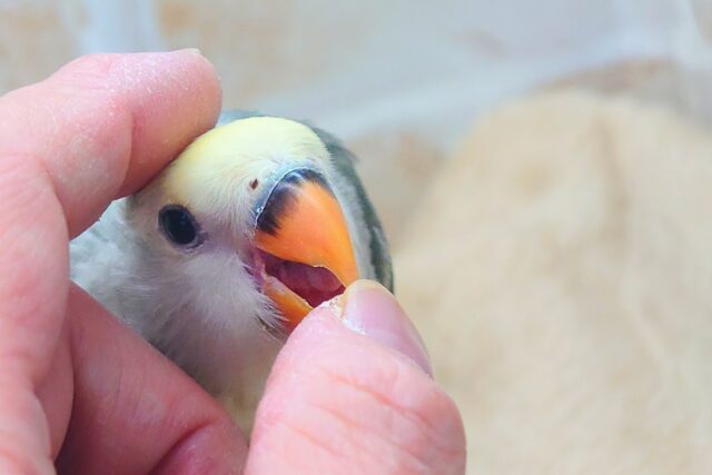 コザクラインコ（小桜インコ）