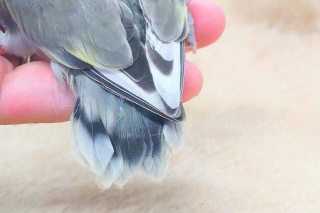 コザクラインコ（小桜インコ）