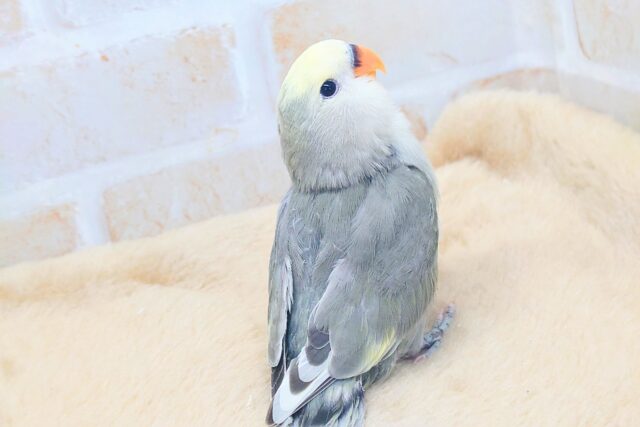 コザクラインコ（小桜インコ）