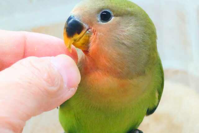 コザクラインコ（小桜インコ）