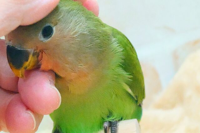 コザクラインコ（小桜インコ）