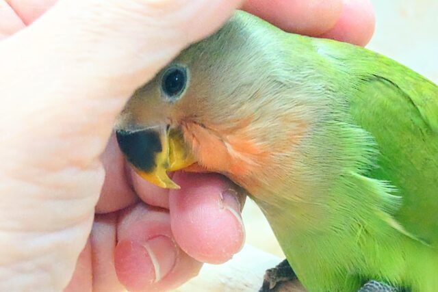 コザクラインコ（小桜インコ）