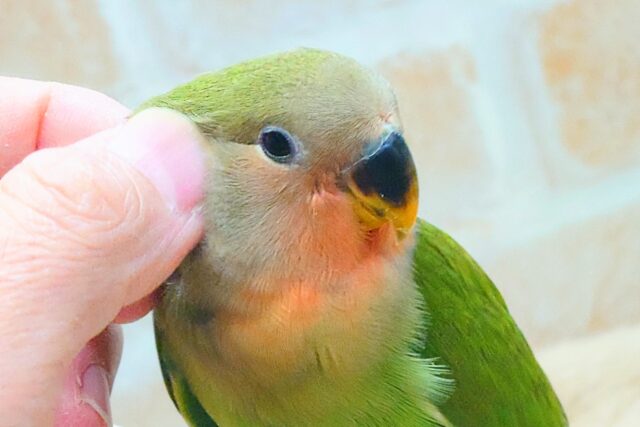 コザクラインコ（小桜インコ）