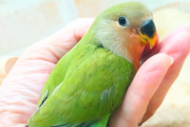 コザクラインコ（小桜インコ）