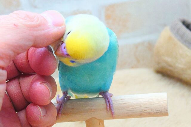 最新画像になります☆ ポッピンシャワ〜✌️🌈✨ セキセイインコ(パステルレインボー) セキセイインコ