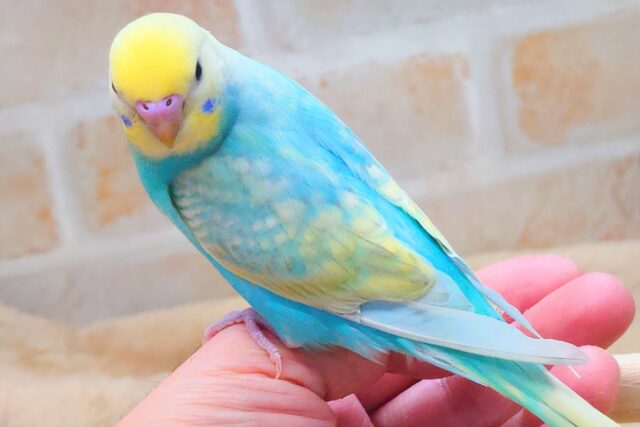 最新画像になります☆ ポッピンシャワ〜✌️🌈✨ セキセイインコ(パステルレインボー) セキセイインコ