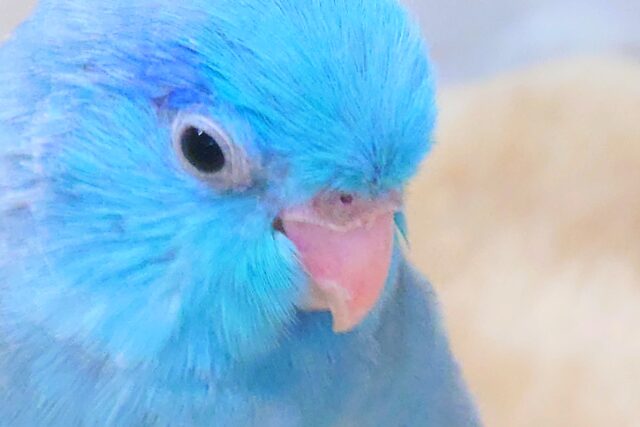 最新画像になります☆葛藤!カキカキと日光浴っ~迷うは。。 幸せの青い鳥🕊️💙 マメルリハ(ブルー) マメルリハ