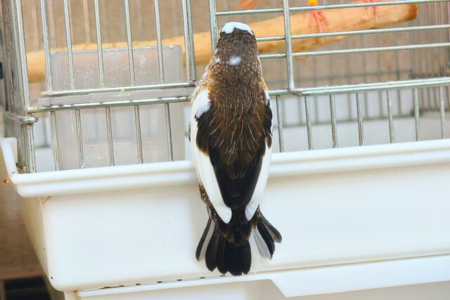 最新画像になります☆ すっかり♪しっかりーぃ☆彡 ジュウシマツ〜〜 十姉妹(ジュウシマツ)