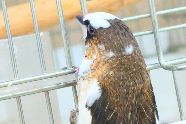 最新画像になります☆ すっかり♪しっかりーぃ☆彡 ジュウシマツ〜〜 十姉妹(ジュウシマツ)