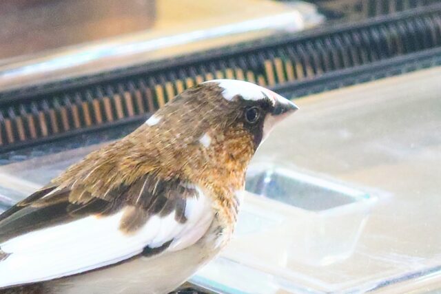 最新画像になります☆ すっかり♪しっかりーぃ☆彡 ジュウシマツ〜〜 十姉妹(ジュウシマツ)