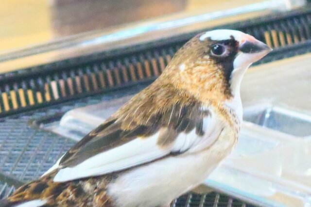 最新画像になります☆ すっかり♪しっかりーぃ☆彡 ジュウシマツ〜〜 十姉妹(ジュウシマツ)