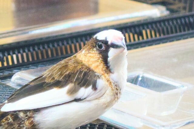 最新画像になります☆ すっかり♪しっかりーぃ☆彡 ジュウシマツ〜〜 十姉妹(ジュウシマツ)