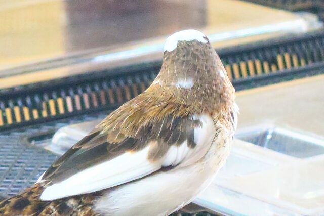 最新画像になります☆ すっかり♪しっかりーぃ☆彡 ジュウシマツ〜〜 十姉妹(ジュウシマツ)