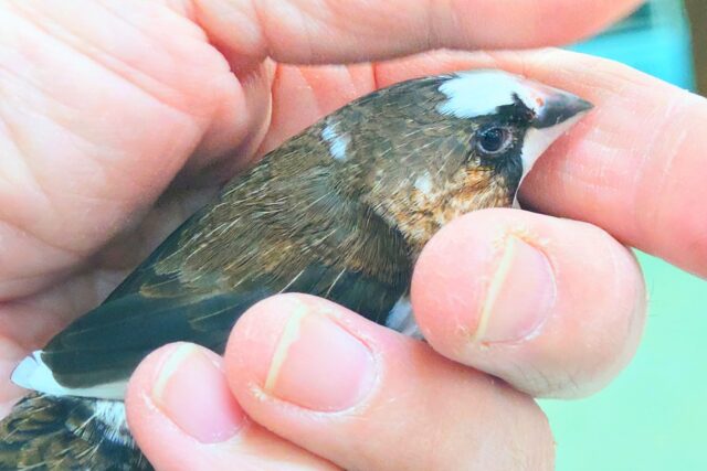 最新画像になります☆ すっかり♪しっかりーぃ☆彡 ジュウシマツ〜〜 十姉妹(ジュウシマツ)