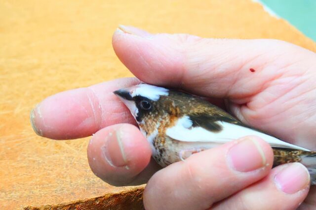 最新画像になります☆ すっかり♪しっかりーぃ☆彡 ジュウシマツ〜〜 十姉妹(ジュウシマツ)